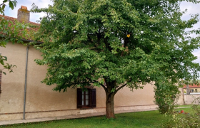 Abbatage d'arbre 
