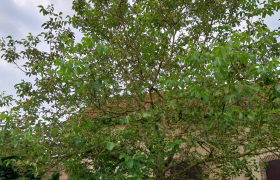 Abbatage d'arbre 
