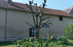 Abbatage d'arbre 