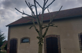 Abbatage d'arbre 
