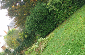 Abattage de haies 