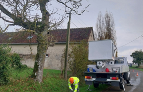 Abattage d'un noyer 