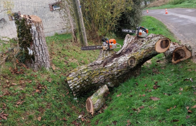 Abattage d'un noyer 
