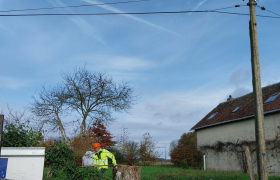 Abattage d'un noyer 