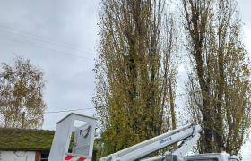 Abattage d'un arbre