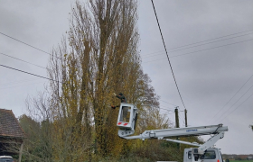 Abattage d'un arbre