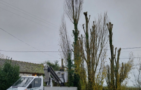 Abattage d'un arbre