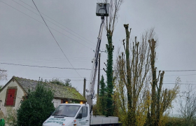Abattage d'un arbre