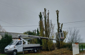 Abattage d'un arbre