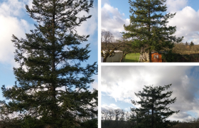 Etétage d'un sapin