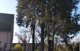 Abattage de sapins de 18 mètres 