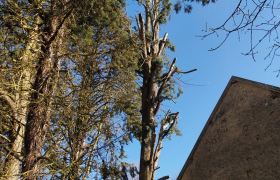 Abattage de sapins de 18 mètres 