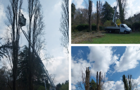 Abattage d'arbres