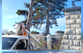 abattage de pin de 20 mètre a sens plus évacuation de végétaux 